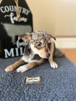 Sophie (Merle), a female Chihuahua for sale in Indianapolis, IN – 4 of 4