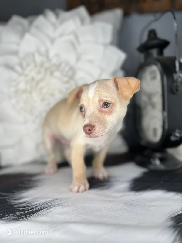 Ace – Chihuahua puppy for sale in Indianapolis, IN