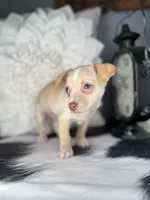 Ace, a male Chihuahua for sale in Indianapolis, IN – 1 of 5