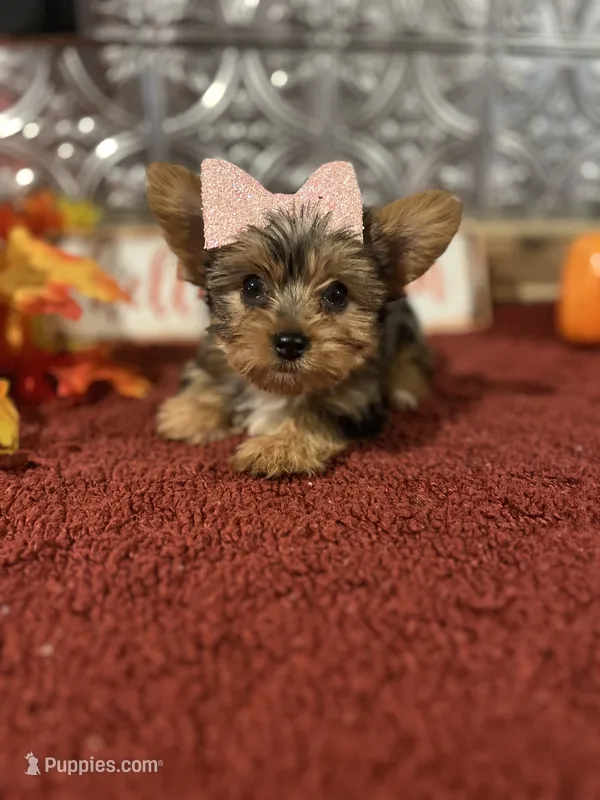 Bella – Yorkshire Terrier puppy for sale in Indianapolis, IN
