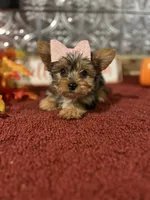 Bella, a female Yorkshire Terrier for sale in Indianapolis, IN – 1 of 7