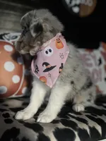 Sadie (Blue Merle), a female Australian Shepherd for sale in Indianapolis, IN – 4 of 7