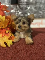 Bella, a female Yorkshire Terrier for sale in Indianapolis, IN – 7 of 7