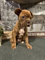 Jada, a female French Bulldog for sale in Indianapolis, IN – 5 of 5