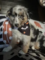 Gunner (Blue Merle), a male Australian Shepherd for sale in Indianapolis, IN – 4 of 6