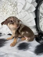 Bella-Teacup, a female Chihuahua for sale in Indianapolis, IN – 4 of 4