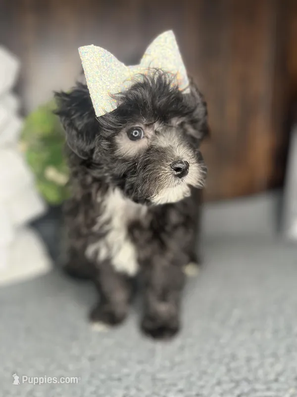 Stella – Shihpoo puppy for sale in Indianapolis, IN