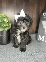 Stella, a female Shihpoo for sale in Indianapolis, IN – Photo 2 of 3