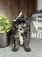Stella, a female Shihpoo for sale in Indianapolis, IN – Photo 3 of 3