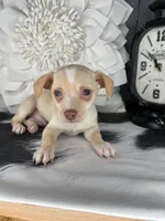 Ace, a male Chihuahua for sale in Indianapolis, IN – 5 of 5