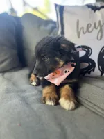 Chloe, a female Australian Shepherd for sale in Indianapolis, IN – 6 of 7