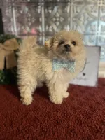 Tyson, a male Pomapoo for sale in Indianapolis, IN – 4 of 6