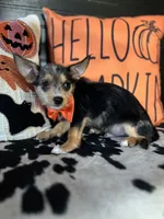 Tyson (Blue merle) , a male Chipoo for sale in Indianapolis, IN – 3 of 5