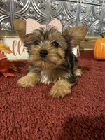 Bella, a female Yorkshire Terrier for sale in Indianapolis, IN – 6 of 7