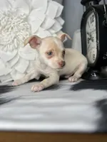 Finn, a male Chihuahua for sale in Indianapolis, IN – 1 of 3