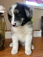 Rucker-(BLUE-MERLE), a male Australian Shepherd for sale in Indianapolis, IN – 5 of 7