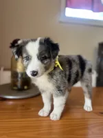 Maverick -(BLUE MERLE), a male Australian Shepherd for sale in Indianapolis, IN – 1 of 4