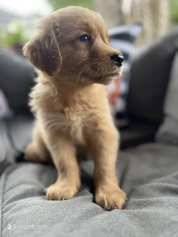 Zoey – Golden Retriever puppy for sale in Indianapolis, IN