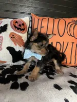 Cooper, a male Chipoo for sale in Indianapolis, IN – 3 of 4