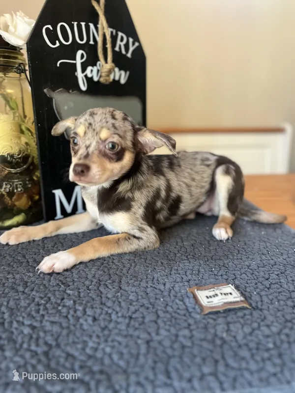 Sophie (Merle) – Chihuahua puppy for sale in Indianapolis, IN