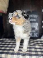 Maddie, a female Australian Shepherd for sale in Indianapolis, IN – 3 of 4