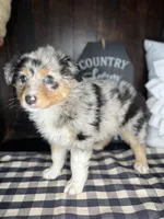 Maddie, a female Australian Shepherd for sale in Indianapolis, IN – 4 of 4