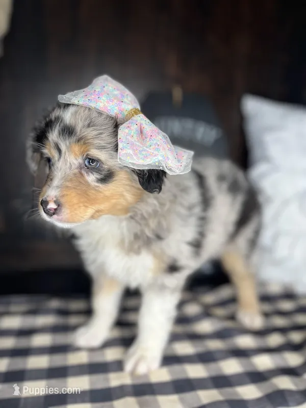 Maddie, a female Australian Shepherd for sale in Indianapolis, IN – 1 of 4