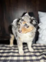 Maddie, a female Australian Shepherd for sale in Indianapolis, IN – 2 of 4