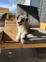 Maddie ((Blue-Merle)), a female Australian Shepherd for sale in Indianapolis, IN – 5 of 9