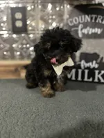 Charlie, a male Pomapoo for sale in Indianapolis, IN – 6 of 6