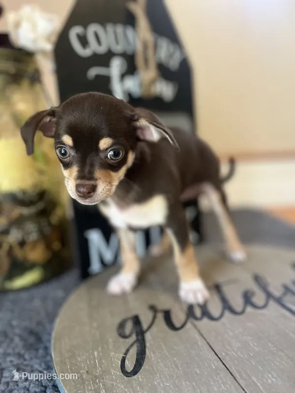 Sasha – Chihuahua puppy for sale in Indianapolis, IN