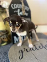 Sasha, a female Chihuahua for sale in Indianapolis, IN – 1 of 4