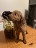 Tucker, a male Golden Retriever for sale in Indianapolis, IN – 2 of 3