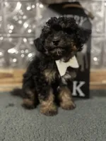 Charlie, a male Pomapoo for sale in Indianapolis, IN – 2 of 6