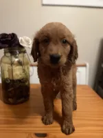 Max, a male Golden Retriever for sale in Indianapolis, IN – 2 of 2