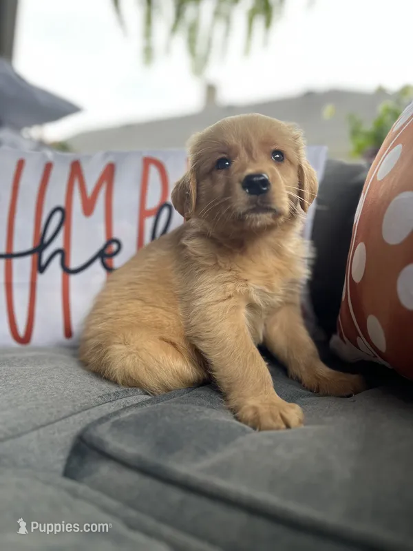 Zoey – Golden Retriever puppy for sale in Indianapolis, IN