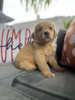Zoey, a female Golden Retriever for sale in Indianapolis, IN – 3 of 6