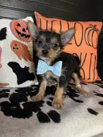 Cooper, a male Chipoo for sale in Indianapolis, IN – 2 of 4