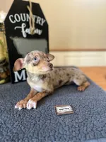 Bella (Merle), a female Chihuahua for sale in Indianapolis, IN – 3 of 3
