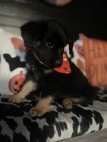 Bow, a male Australian Shepherd for sale in Indianapolis, IN – 5 of 6
