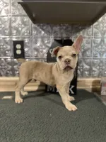 Bailey-((Merle)), a male French Bulldog for sale in Indianapolis, IN – 4 of 5