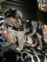 Gunner (Blue Merle), a male Australian Shepherd for sale in Indianapolis, IN – 2 of 6