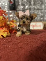 Bella, a female Yorkshire Terrier for sale in Indianapolis, IN – 2 of 7