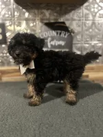 Charlie, a male Pomapoo for sale in Indianapolis, IN – 4 of 6