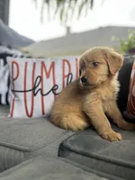 Zoey, a female Golden Retriever for sale in Indianapolis, IN – 5 of 6
