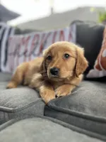 Chloe, a female Golden Retriever for sale in Indianapolis, IN – 3 of 4