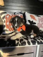 Bruno, a male Australian Shepherd for sale in Indianapolis, IN – 1 of 4