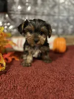 Tucker, a male Yorkshire Terrier for sale in Indianapolis, IN – 5 of 5