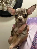 Bella-Teacup-(Merle), a female Chihuahua for sale in Indianapolis, IN – 3 of 8