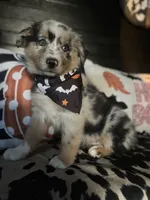 Gunner (Blue Merle), a male Australian Shepherd for sale in Indianapolis, IN – 3 of 6